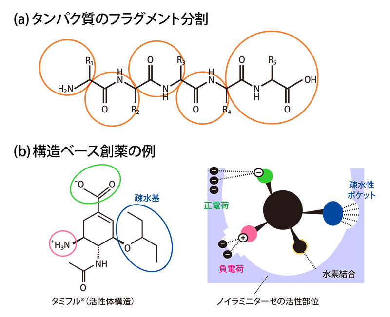 フラグメント分子軌道（FMO）法と構造ベース創薬